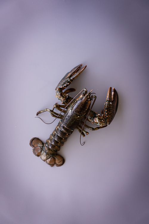 BOGAVANTE CANADA (800-1000) G -- 31,68€/Kg