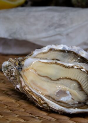 OSTRA REGAL OR N2 CAJA 12ud.